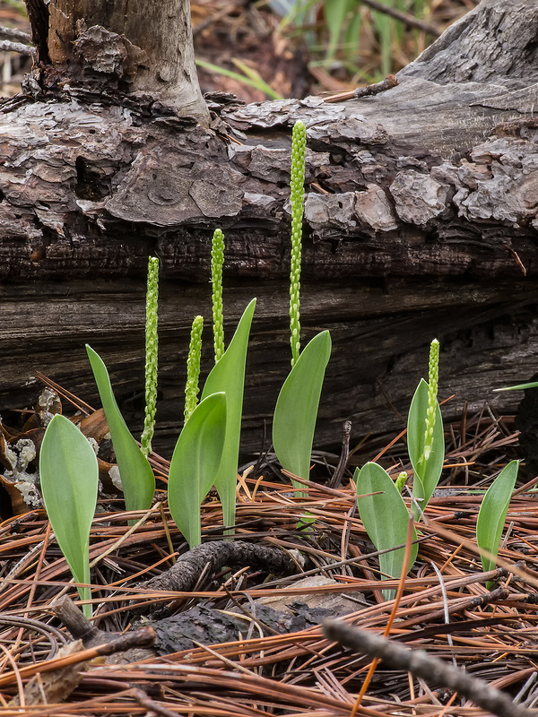 Malaxis soulei (Chiricahua Adder's-mouth orchid)