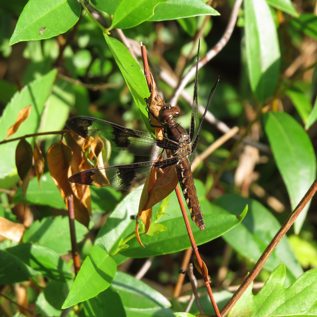 I think this is probably a 12-spotted skimmer