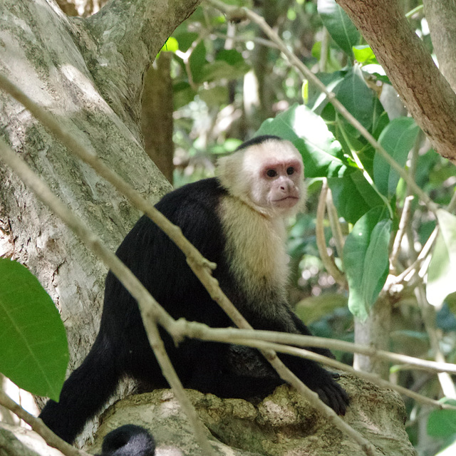 White-faced Capuchin