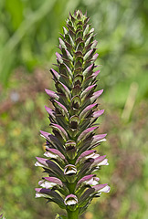 Acanthus Spinosus