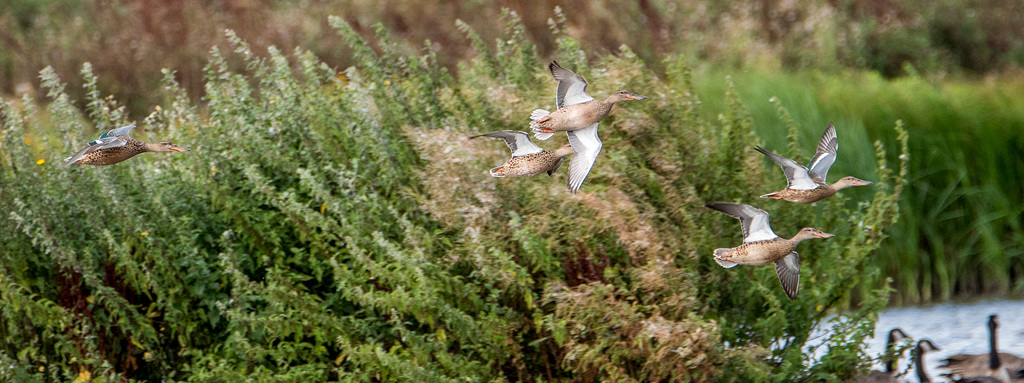 Ducks in flight2