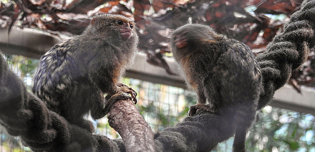 20190907 5930CPw [D~HRO] Zwergseidenäffchen (Cebuella pygmaea), Zoo, Rostock