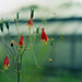 red flowers