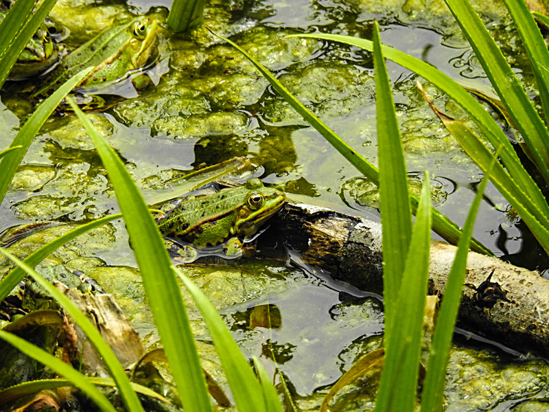 20210609 0678CPw [D~LIP] Teichfrosch, UWZ, Bad Salzuflen