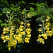 wild laburnam flowers