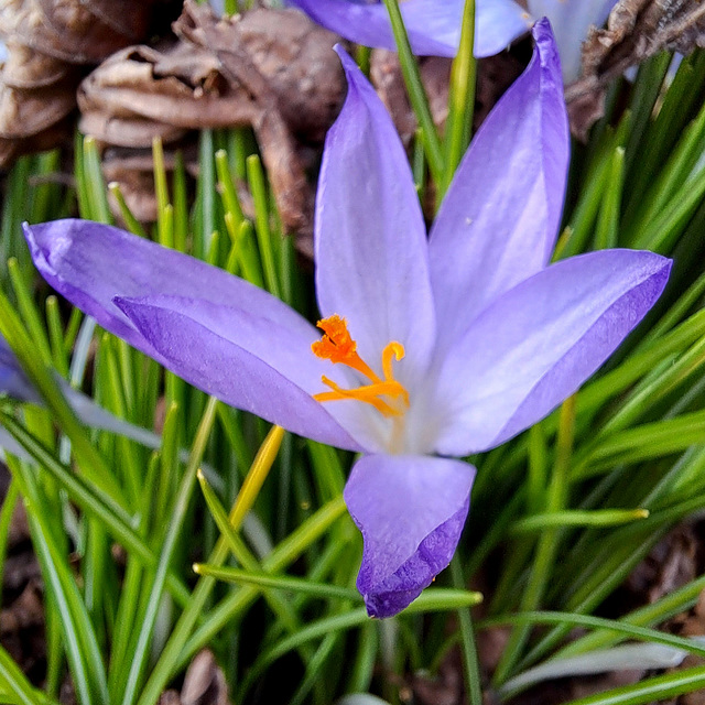 Krokus (Crocus)