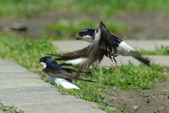 swallow at king's castle in warsaw