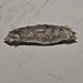 IMG 1103pupa