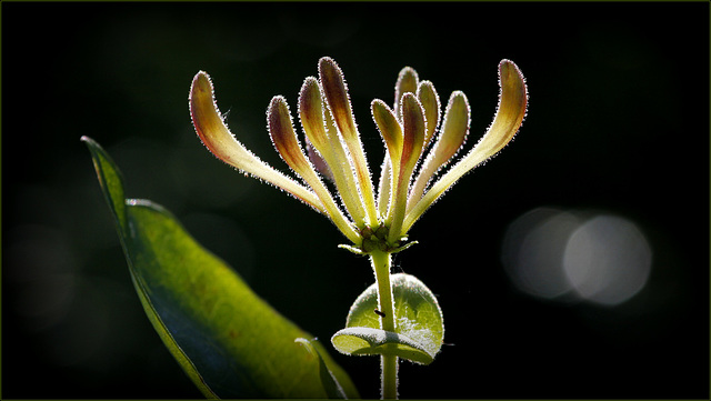 Lonicera