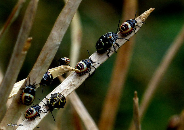 DANS MON JARDIN