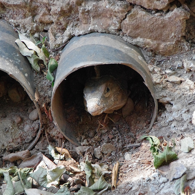 Iguana in a pipe