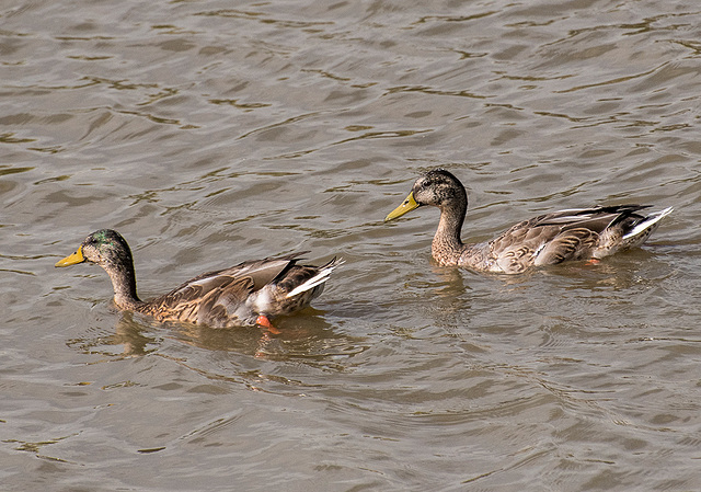 Ducks on the scrape at Burton