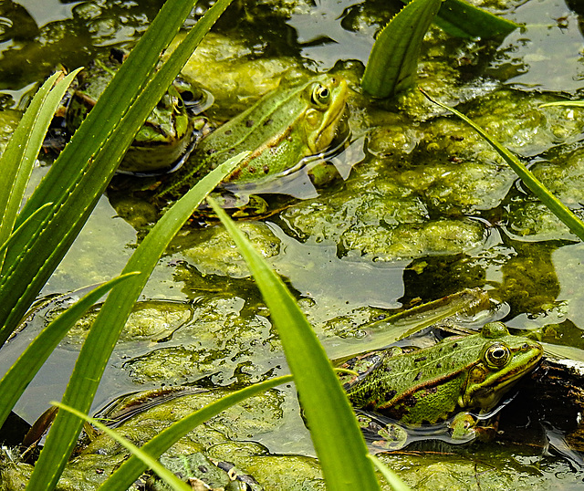 20210609 0679CPw [D~LIP] Teichfrosch, UWZ, Bad Salzuflen