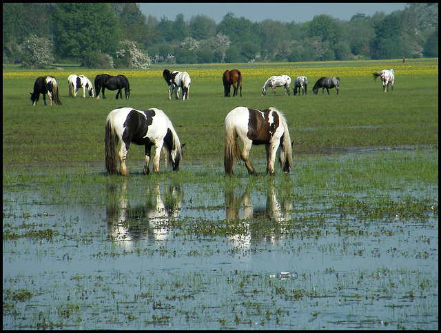 ponies in the water meadow