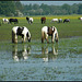 ponies in the water meadow