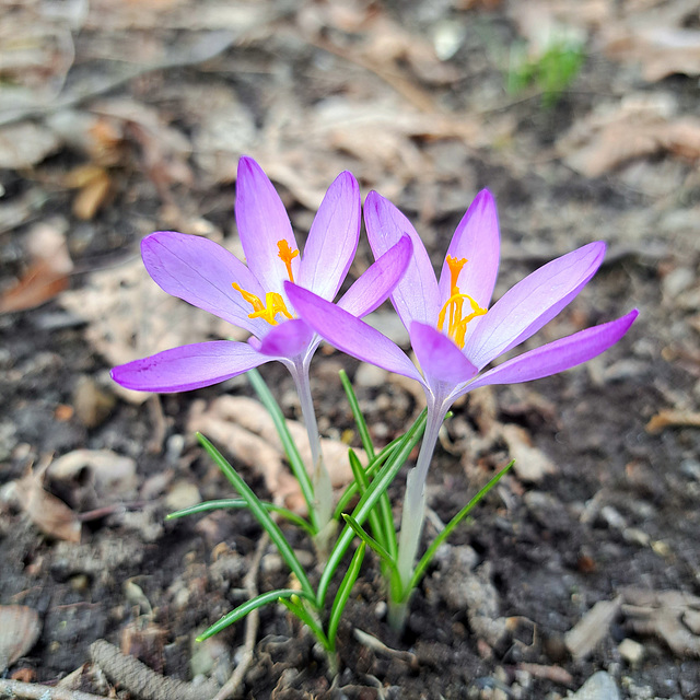 Krokus (Crocus)