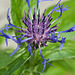 bergamot in bloom