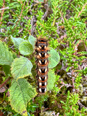 Colourful (large) Caterpillar