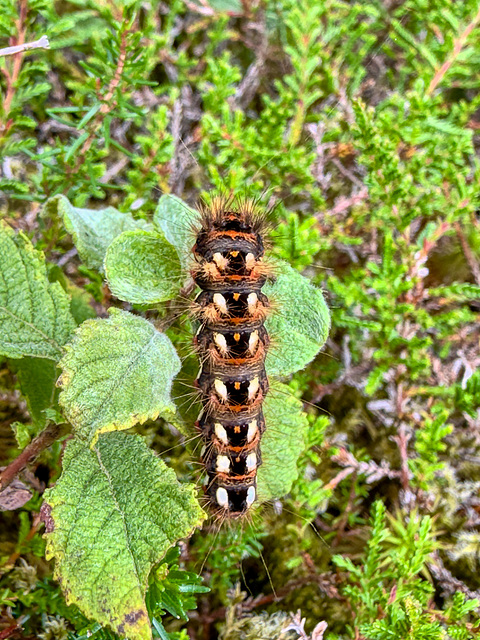 Colourful (large) Caterpillar