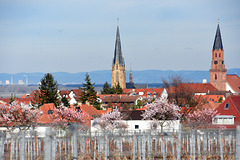 Edenkoben - Mandelblüte, Kirchen und Blick über die Rheinebene zum Odenwald