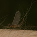 IMG 9476 Mayfly-1