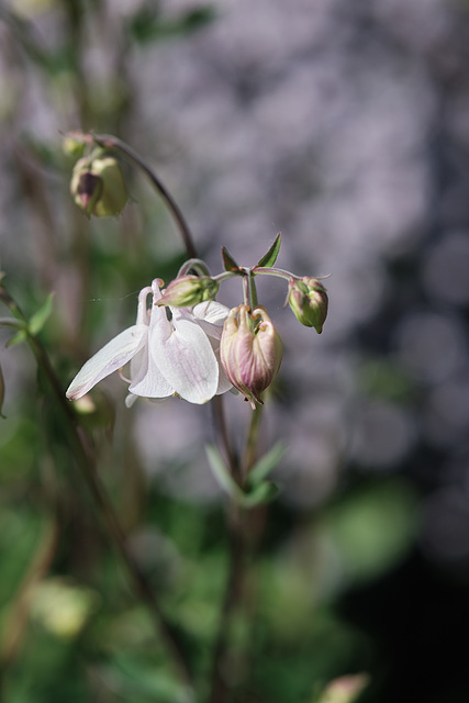 Blümchen