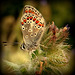 Argus bleu (Polyommatus icarus)