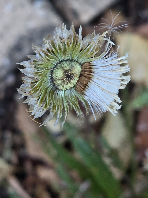 wire daisy seeds