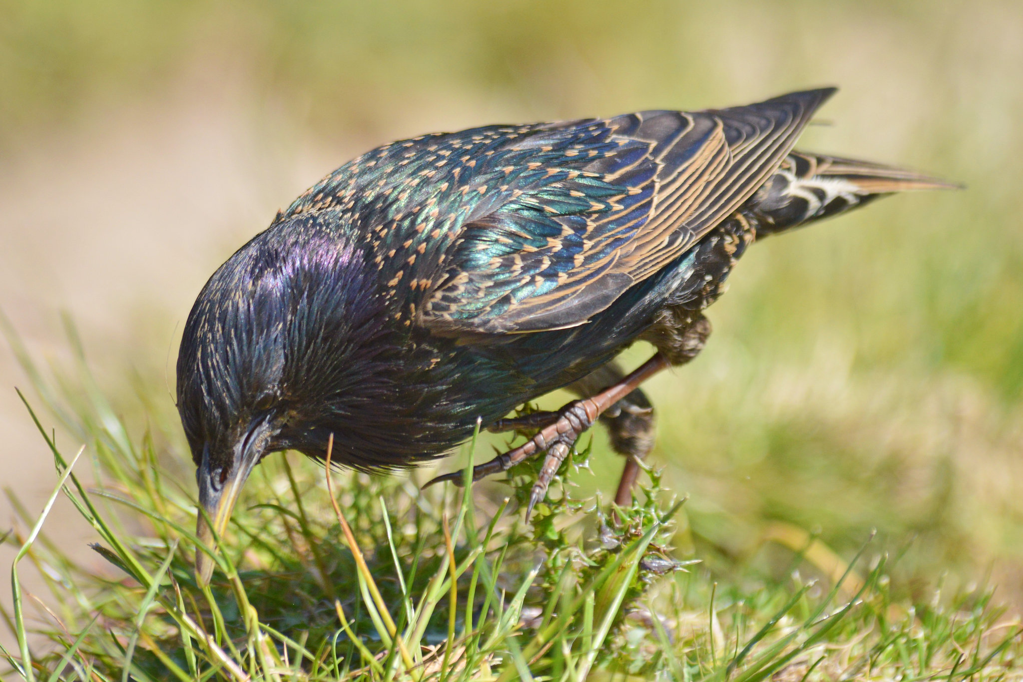Starling 2