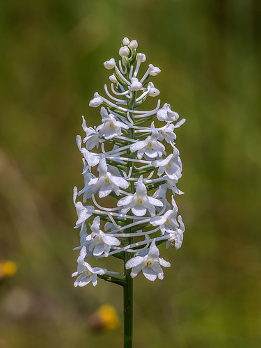 Gymnadeniopsis nivea (Snowy orchid)