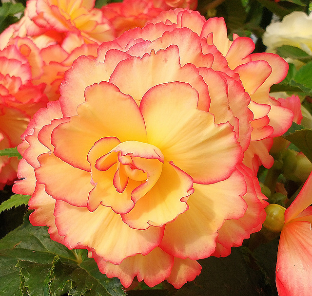 Begonia