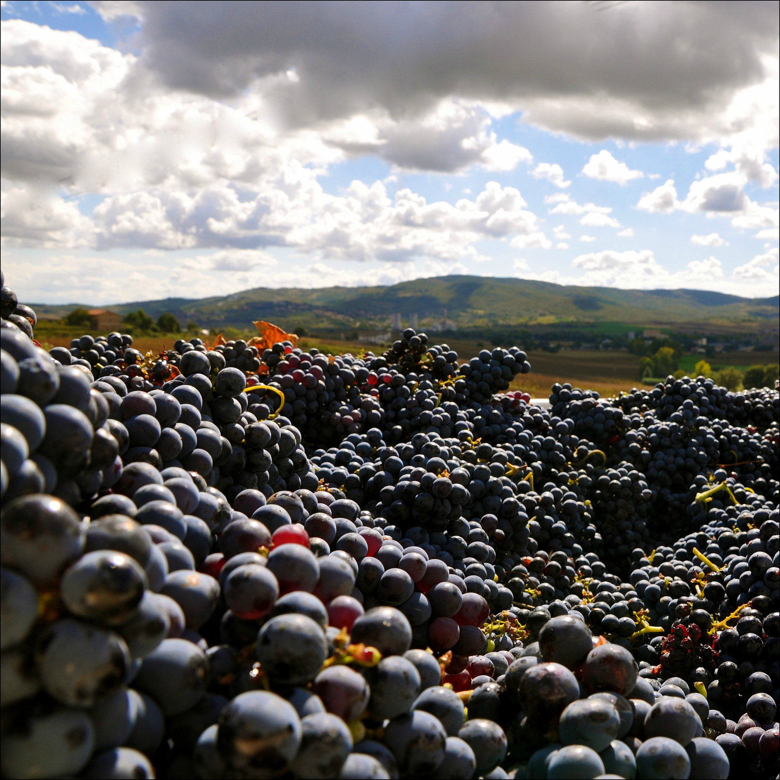 Grape harvest.