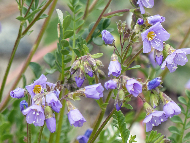 Showy Jacob's ladder / Polemonium?