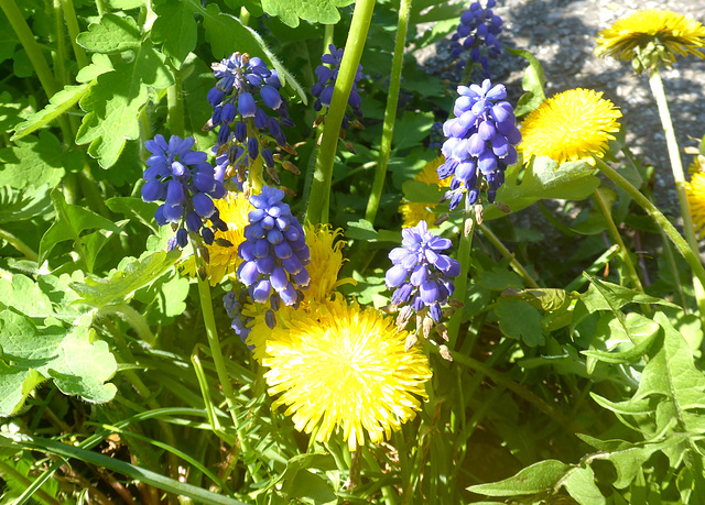 Löwenzahn und Perlhyazinte - gelb und blau