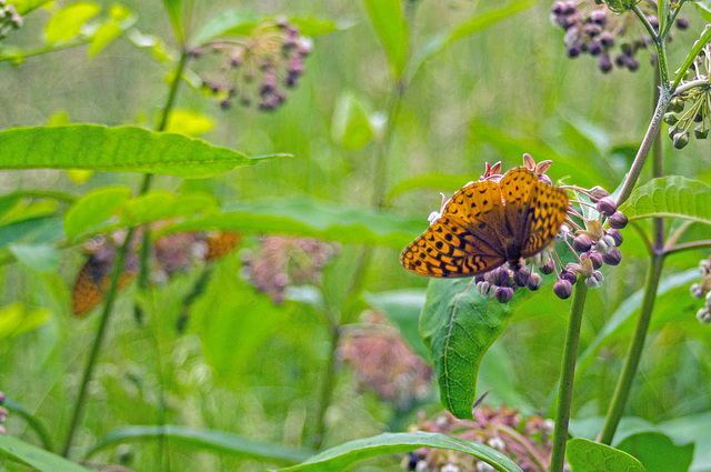 Milkweed