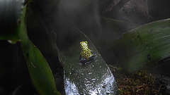 20190907 5935CPw [D~HRO] Pfeilgiftfrosch, Zoo, Rostock