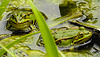 20210609 0680CPw [D~LIP] Teichfrosch, UWZ, Bad Salzuflen