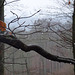 Nebel im winterlichen Wald