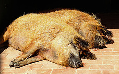 20220422 0721CPw [D~HF] Ungar Wollschwein (Sus scrofa f domestica), Herford