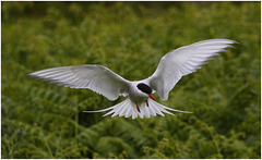 EF7A4601 Arctic Tern