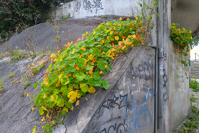Tropaeolum majus (Chagas)