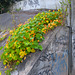 Tropaeolum majus (Chagas)