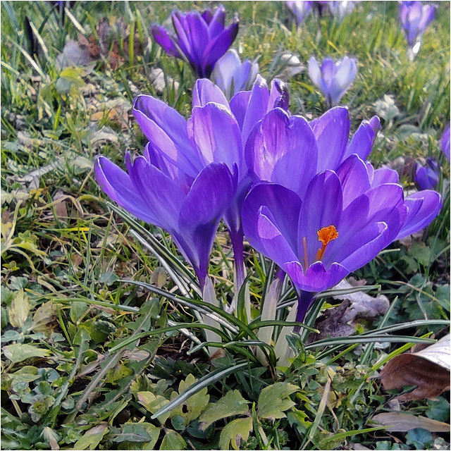Crocuses 2025 03