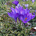 Crocuses 2025 03 Crocuses 2025 03