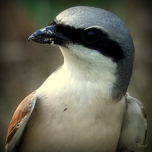 LANIUS COLLURIO