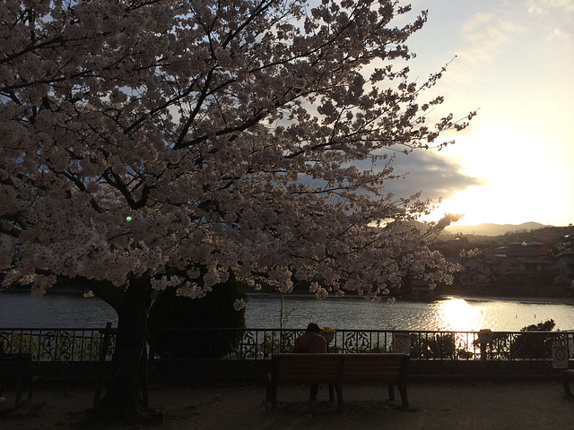 Twilight Cherry blossoms