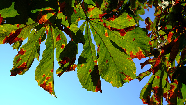 BELFORT: Feuilles de maronniers