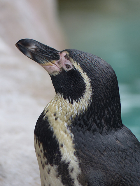 Humboldt Penguin (1) - 16 October 2015