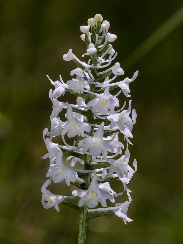 Gymnadeniopsis nivea (Snowy orchid)