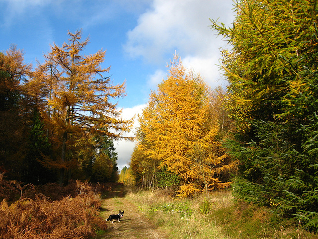 Autumn Colours in Wykeham Forest